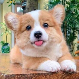 Adorable Corgi puppy for adoption. Whatsapp number : 07411016166