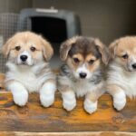 Adorable Corgi puppy's for adoption.  Whatsapp number:07411016166 -  Biberach