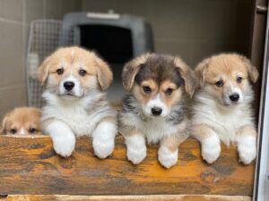 Adorable Corgi puppy's for adoption. Whatsapp number:07411016166